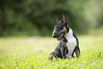 Miniature Bullterrier Puppy