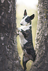 young Miniature Bullterrier