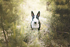 young Miniature Bullterrier