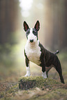 young Miniature Bullterrier