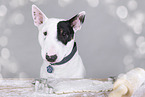 Miniature Bull Terrier Portrait