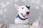 Miniature Bull Terrier Portrait