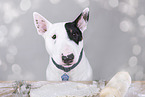 Miniature Bull Terrier Portrait