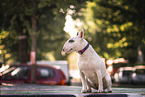 white Miniature Bull Terrier