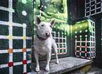 white Miniature Bull Terrier