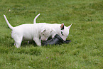 Miniature Bull Terrier Puppies