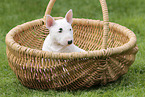 Miniature Bull Terrier Puppy