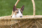 Miniature Bull Terrier Puppy