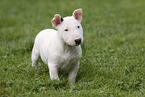 Miniature Bull Terrier Puppy