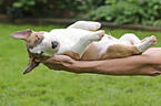 Miniature Bull Terrier Puppy