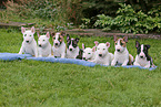 Miniature Bull Terrier Puppies