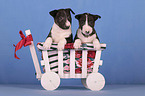 Miniature Bull Terrier Puppies