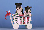 Miniature Bull Terrier Puppies