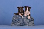 Miniature Bull Terrier Puppies