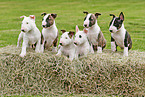 Miniature Bull Terrier Puppies