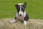 Miniature Bull Terrier Puppy