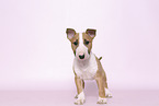 Miniature Bull Terrier Puppy