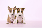 Miniature Bull Terrier Puppies