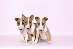 Miniature Bull Terrier Puppies