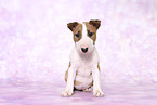 Miniature Bull Terrier Puppy