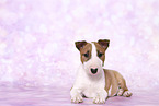 Miniature Bull Terrier Puppy