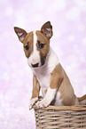 Miniature Bull Terrier Puppy