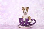 Miniature Bull Terrier Puppy