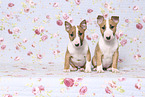 Miniature Bull Terrier Puppies