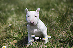 Miniature Bull Terrier Puppy