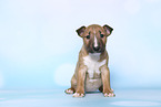 Miniature Bull Terrier Puppy