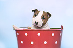 Miniature Bull Terrier Puppy