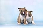 Miniature Bull Terrier Puppies