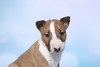 Miniature Bull Terrier Puppy