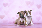 Miniature Bull Terrier Puppies