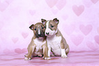 Miniature Bull Terrier Puppies