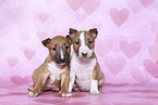 Miniature Bull Terrier Puppies