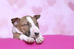 Miniature Bull Terrier Puppy