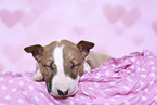 Miniature Bull Terrier Puppy