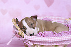 Miniature Bull Terrier Puppy