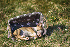 Miniature Bull Terrier Puppy