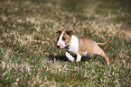 Miniature Bull Terrier Puppy