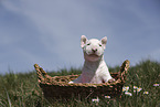 Miniature Bull Terrier Puppy