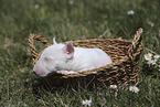 Miniature Bull Terrier Puppy