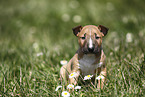 Miniature Bull Terrier Puppy