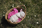 Miniature Bull Terrier Puppy