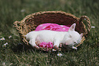 Miniature Bull Terrier Puppy