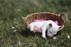 Miniature Bull Terrier Puppy