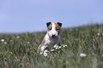 Miniature Bull Terrier Puppy