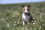 Miniature Bull Terrier Puppy