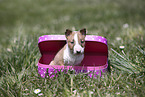 Miniature Bull Terrier Puppy